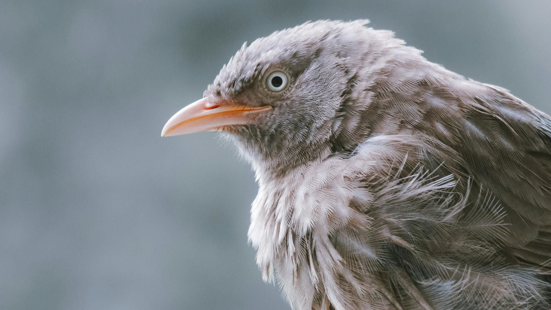 Investigadores hallaron miles de pingüinos de Adelia y otras aves muertas en la Antártida y sospecharon de la gripe aviar, pero se equivocaron 2 aves