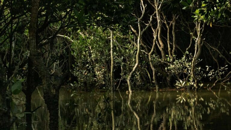El incremento de la temperatura global y la alteración de los ecosistemas de interior facilitan la expansión inusual de manglares en nuevas zonas costeras