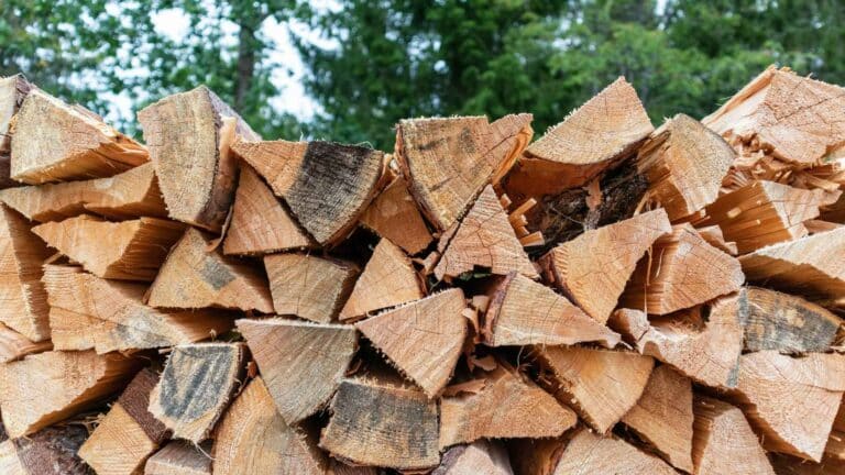 Michigan pide dejar la leña en casa para proteger sus bosques de plagas invasoras