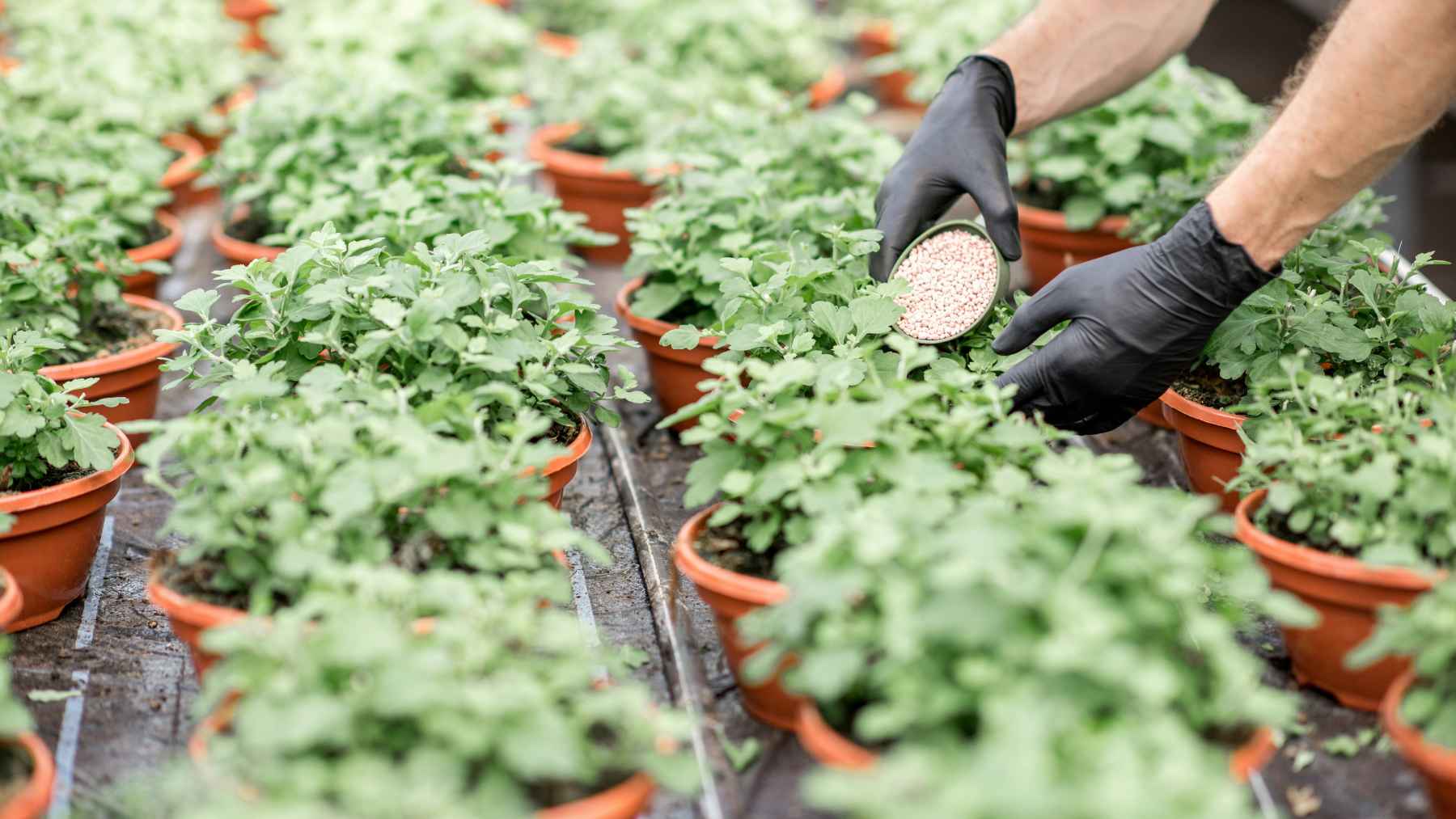 La FAO impulsa el uso equilibrado del nitrógeno para mejorar la salud de los ecosistemas