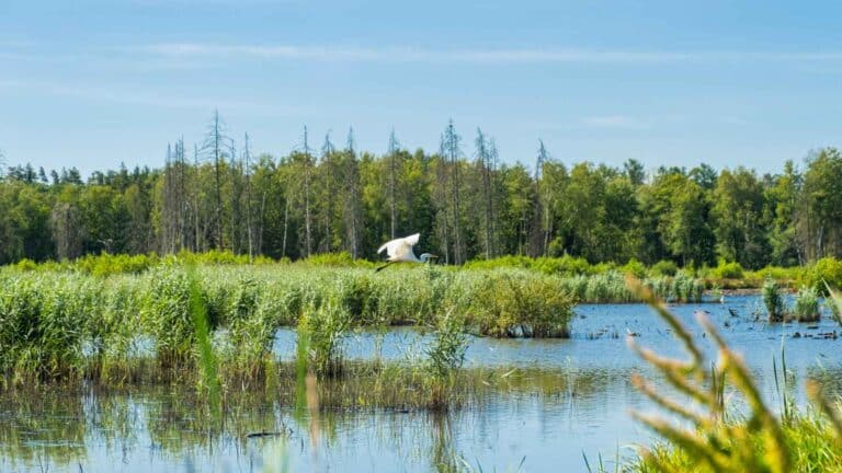 La OCDE advierte sobre los costos de la pérdida de la biodiversidad para los países cuya economía depende de la naturaleza 3 La OCDE advierte sobre los costos de la pérdida de la biodiversidad para los países cuya economía depende de la naturaleza