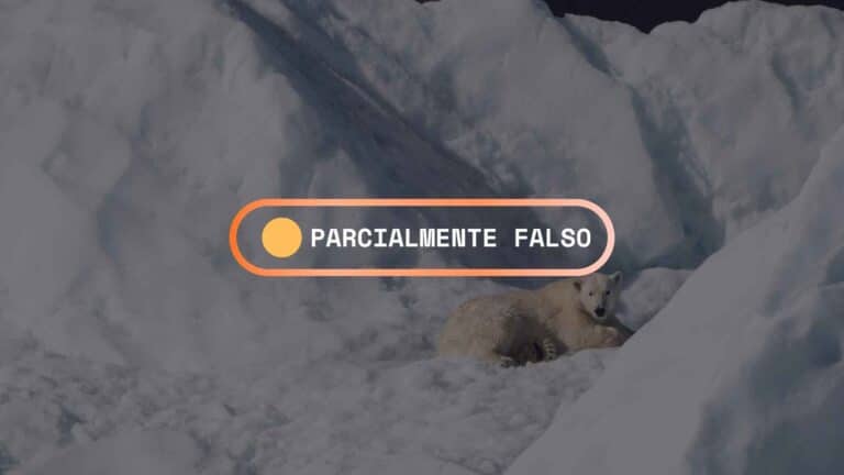 Fact-check: ¿Demuestra el caso de Svalbard que el calentamiento no afecta a los osos polares? 3 Fact-check: ¿Demuestra el caso de Svalbard que el calentamiento no afecta a los osos polares?