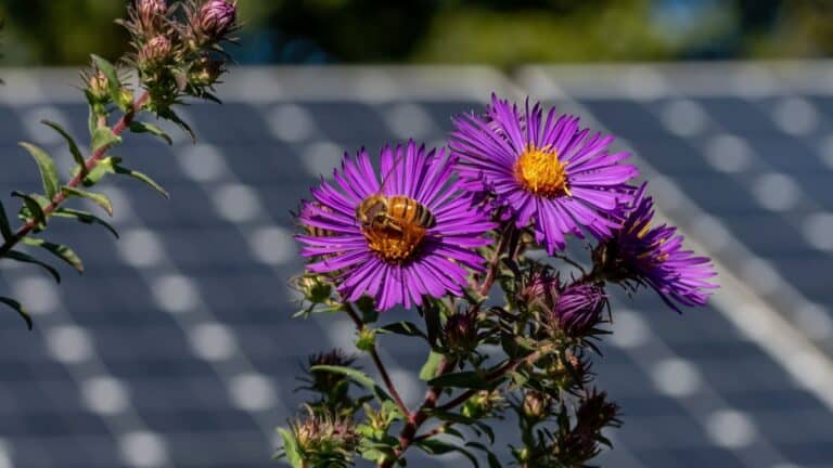 En dos parques solares de Minnesota sembraron vegetación nativa y la abundancia de abejas se multiplicó por más de 20 mientras los insectos se triplicaron