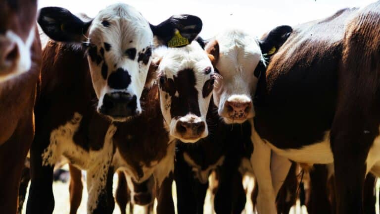 La FAO impulsa la transformación sostenible del sector ganadero mundial para reducir el hambre y la pobreza 2 La FAO impulsa la transformación sostenible del sector ganadero mundial para reducir el hambre y la pobreza