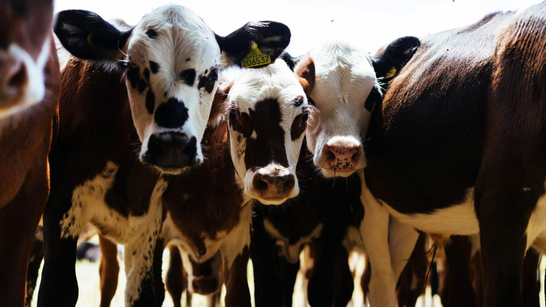 La FAO impulsa la transformación sostenible del sector ganadero mundial para reducir el hambre y la pobreza