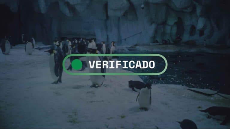 Fact-check: ¿Está el pingüino emperador en peligro de extinción por el cambio climático? 2 Fact-check: ¿Está el pingüino emperador en peligro de extinción por el cambio climático?
