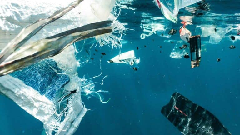 El PNUMA destaca que los países evalúan en la COP17 su avance hacia la protección del 30 % del planeta 2 El PNUMA destaca que los países evalúan en la COP17 su avance hacia la protección del 30 % del planeta