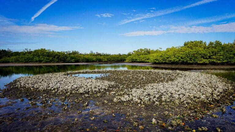 El PNUMA confirma la restauración de más de 622 millones de acres en el planeta, pero advierte que el trabajo debe acelerarse 6 El PNUMA confirma la restauración de más de 622 millones de acres en el planeta, pero advierte que el trabajo debe acelerarse