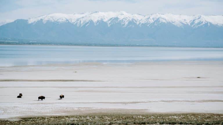 Utah identifica cinco áreas clave para rescatar el Great Salt Lake 2 Utah identifica cinco áreas clave para rescatar el Great Salt Lake