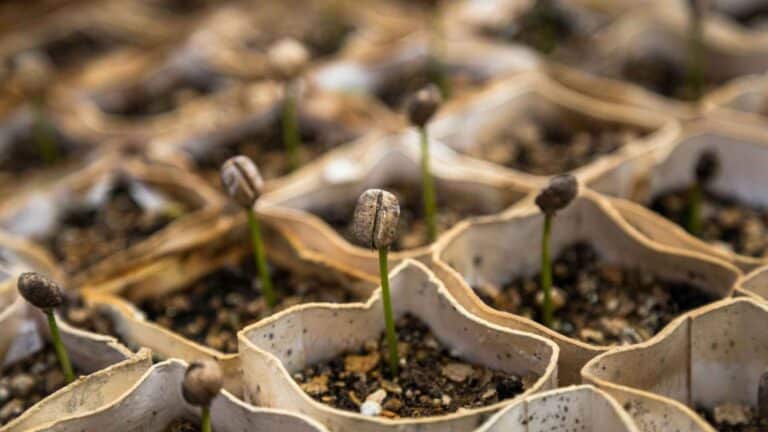 El Banco Global de Semillas de la FAO ha superado las 1,4 millones de muestras