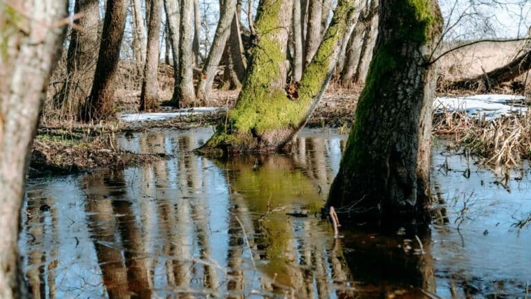 El Senado de EE. UU. aprueba un proyecto para restaurar ecosistemas en zonas inundables 9 El Senado de EE. UU. aprueba un proyecto para restaurar ecosistemas en zonas inundables