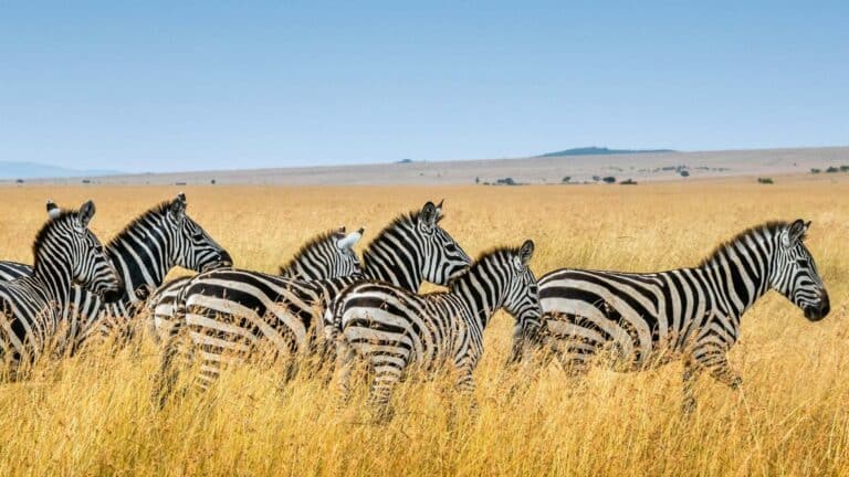 El WWF alerta de que las poblaciones de fauna silvestre caen un 73 % en promedio, aunque algunas especies se recuperan