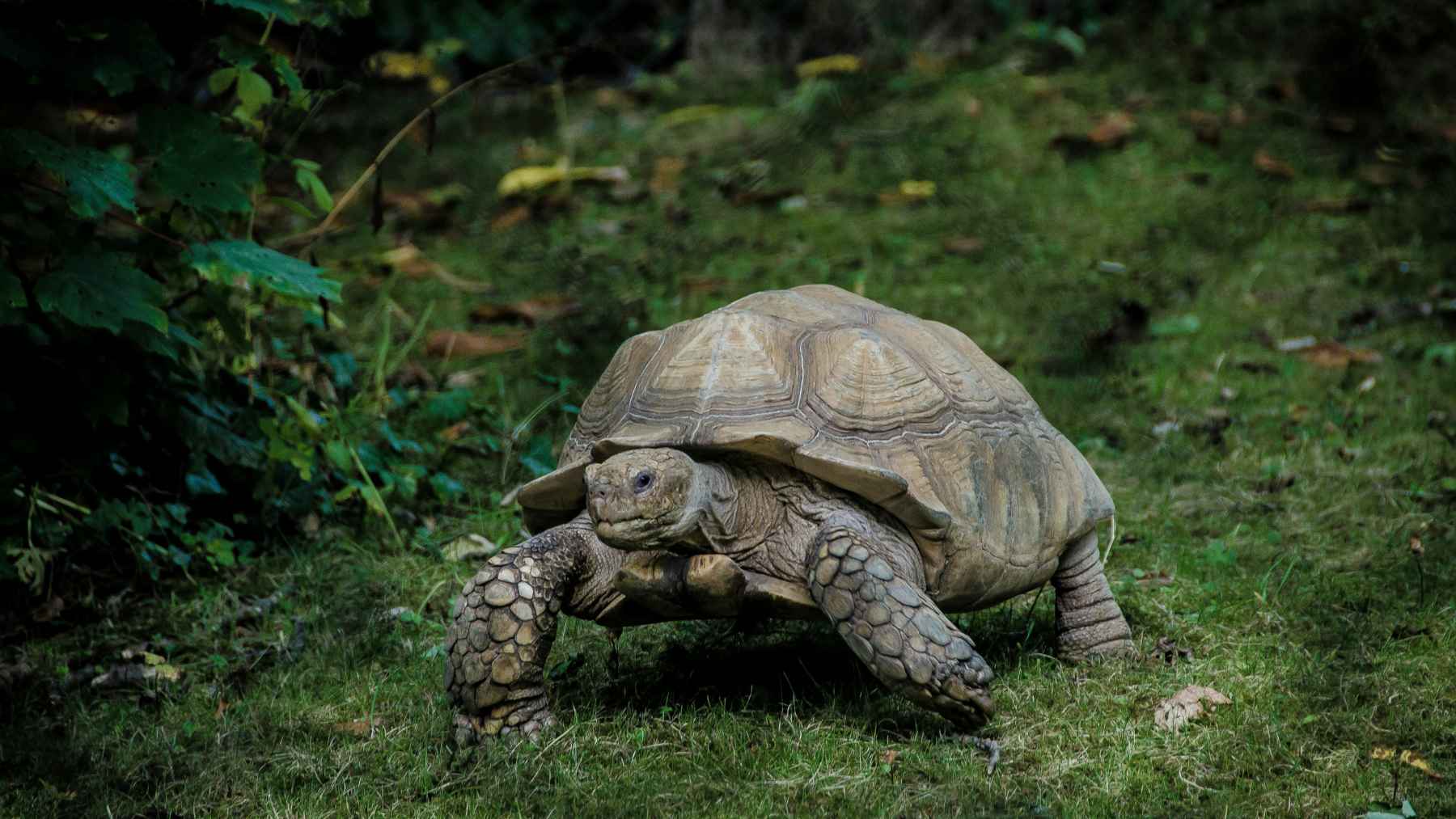 Organizaciones ambientales de Florida apuntan contra los proyectos inmobiliarios por el peligro de extinción de la tortuga terrestre
