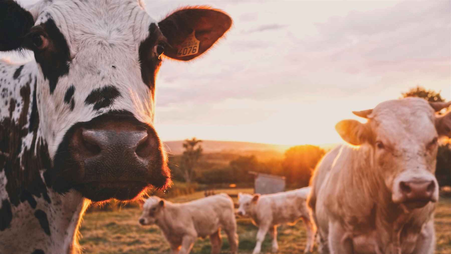 El USDA anuncia una garantía de préstamo por US$24,6 millones para una nueva planta de procesamiento de carne de res en Texas