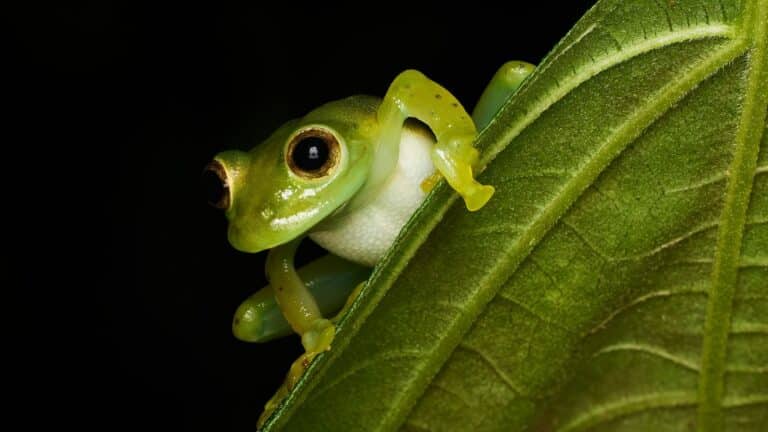 La IUCN lanza estrategia global para combatir una de las mayores amenazas a la biodiversidad