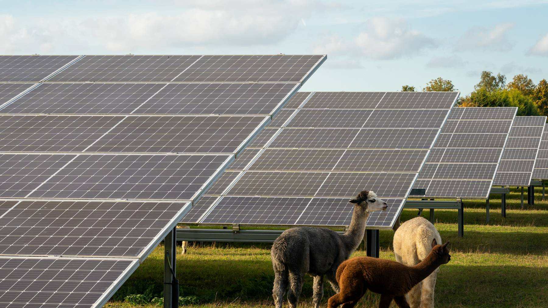 Una granja de Nueva York puso alpacas a pastar entre paneles solares y ahora produce electricidad sin abandonar el uso ganadero del terreno